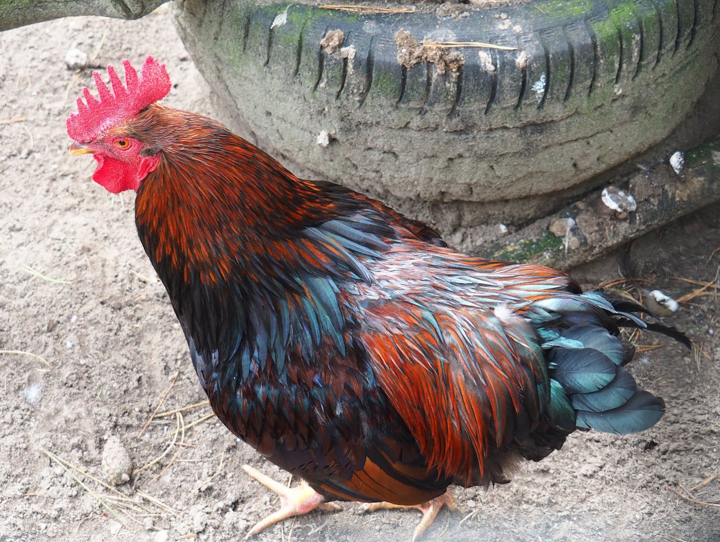 Barnevelder rooster (Gallus gallus domesticus), 2023-09-24