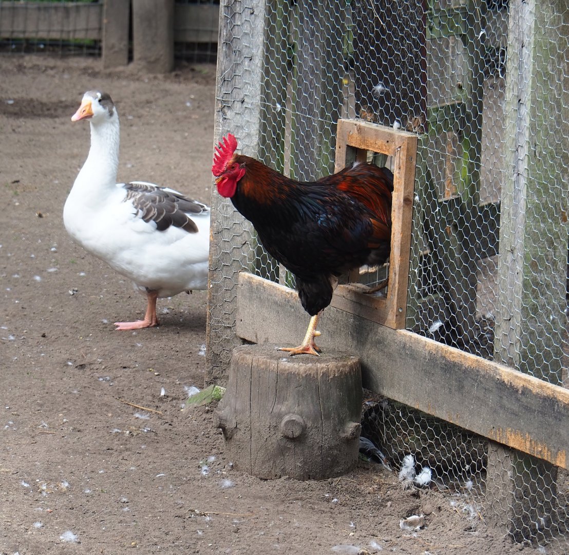 Barnevelder rooster (Gallus gallus domesticus) and Twentse Landrace goose (Anser anser domesticus), 2023-09-24