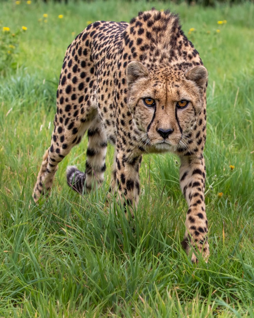 Barney the Cheetah / Hamerton / 15-8-20