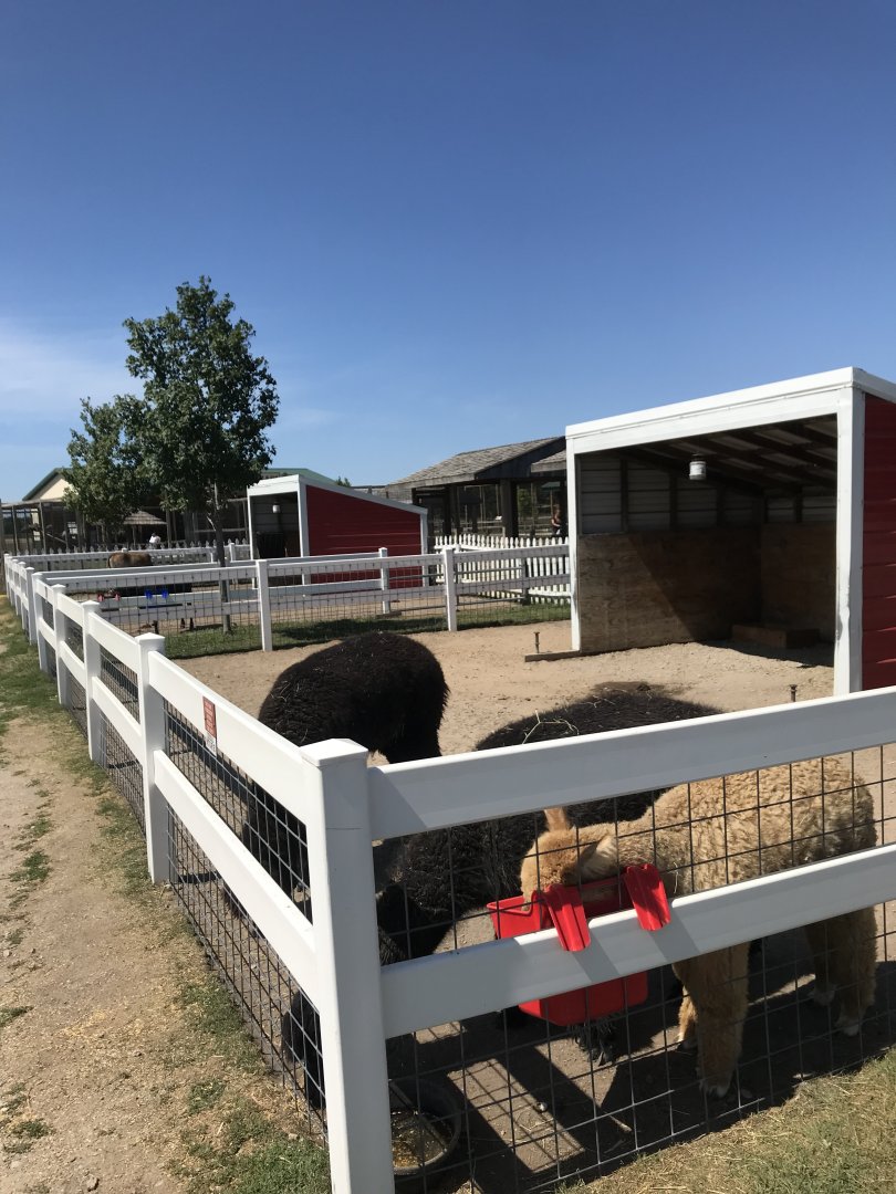 Barnyard- alpaca exhibit
