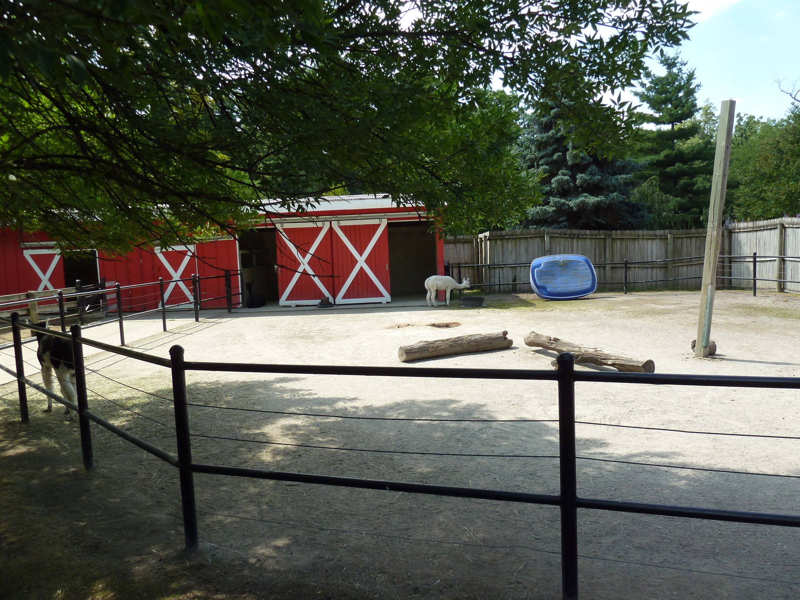 Barnyard - Alpaca Yard