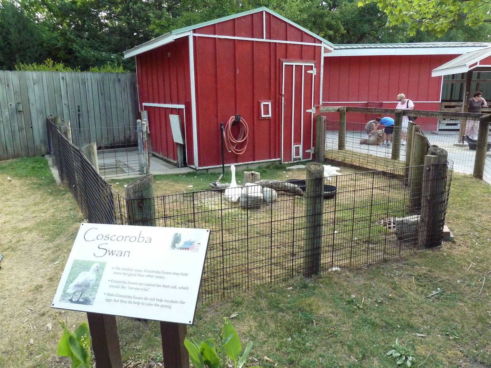 Barnyard - Coscoroba Swan Exhibit