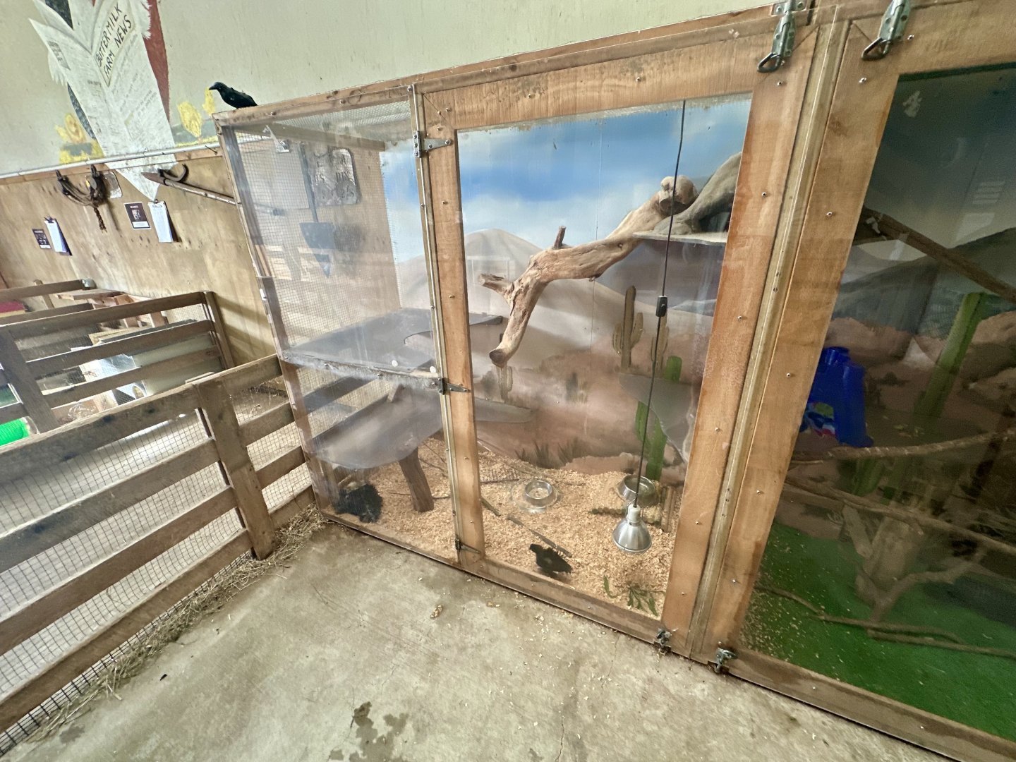 Barnyard - Domestic Chicken Nursery