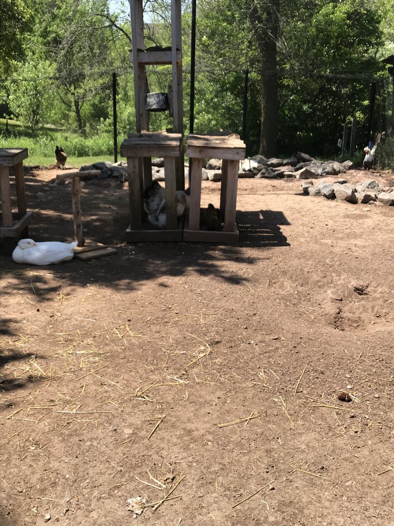 Barnyard- domestic fowl domestic chicken/domestic duck/Indian peafowl aviary