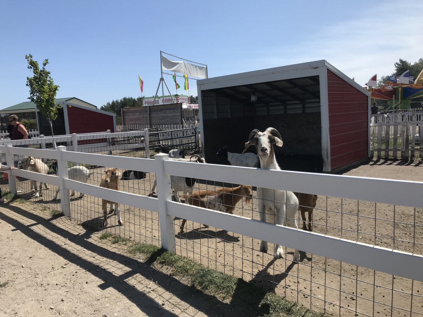 Barnyard- domestic goat exhibit