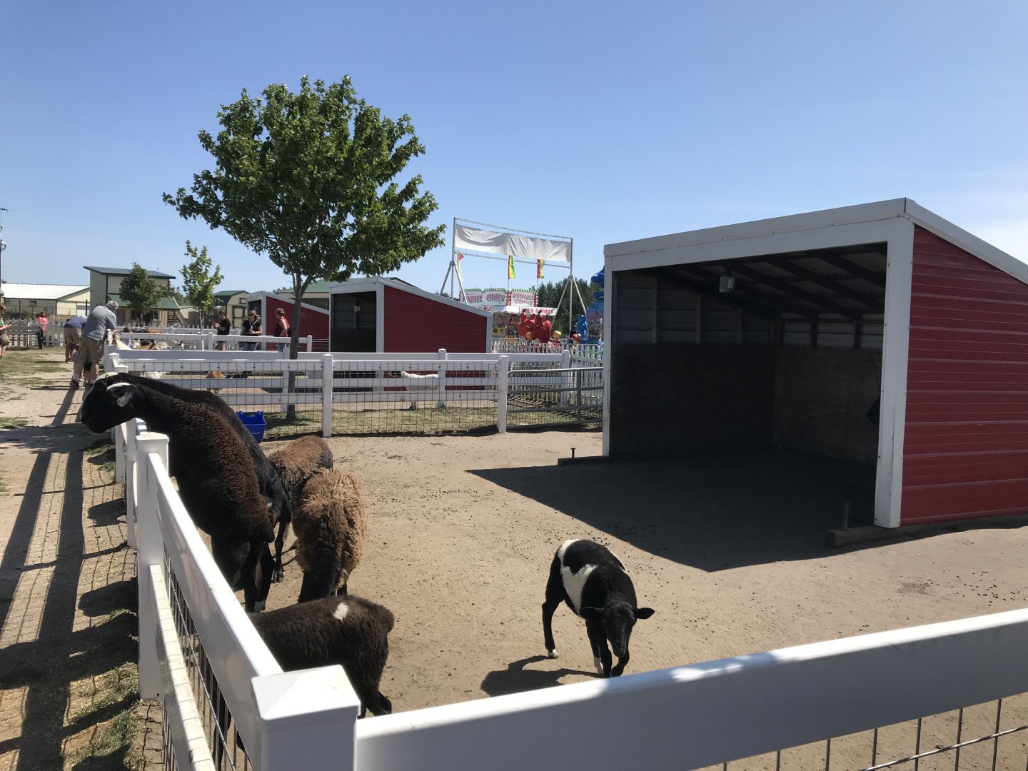 Barnyard- domestic sheep exhibit