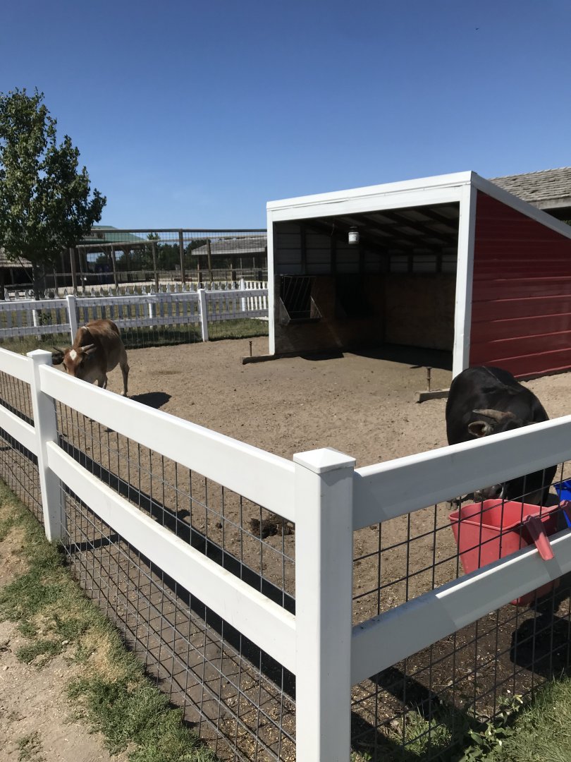 Barnyard- dwarf zebu exhibit