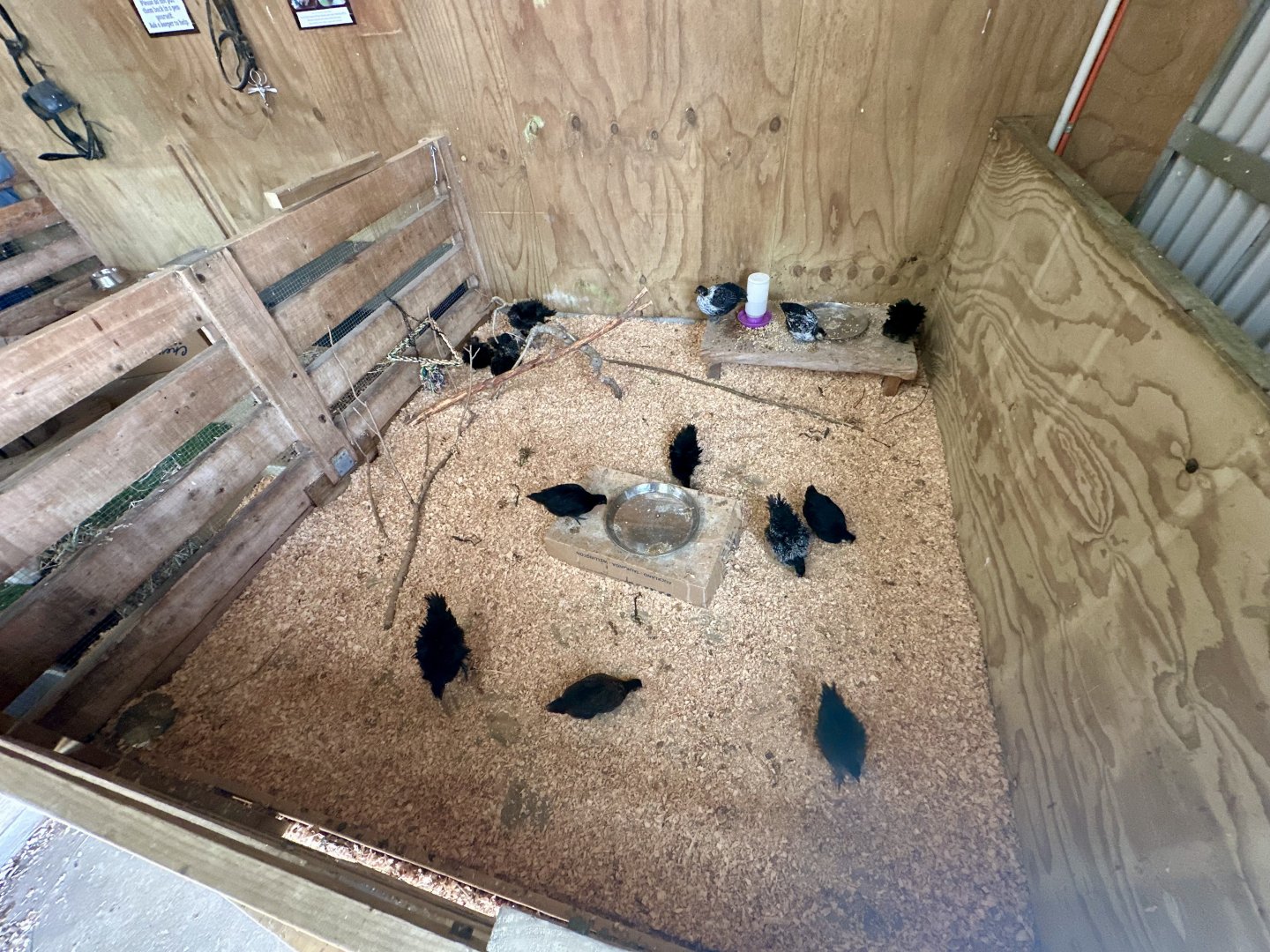 Barnyard -  Exhibit 1 (Domestic Chicken)