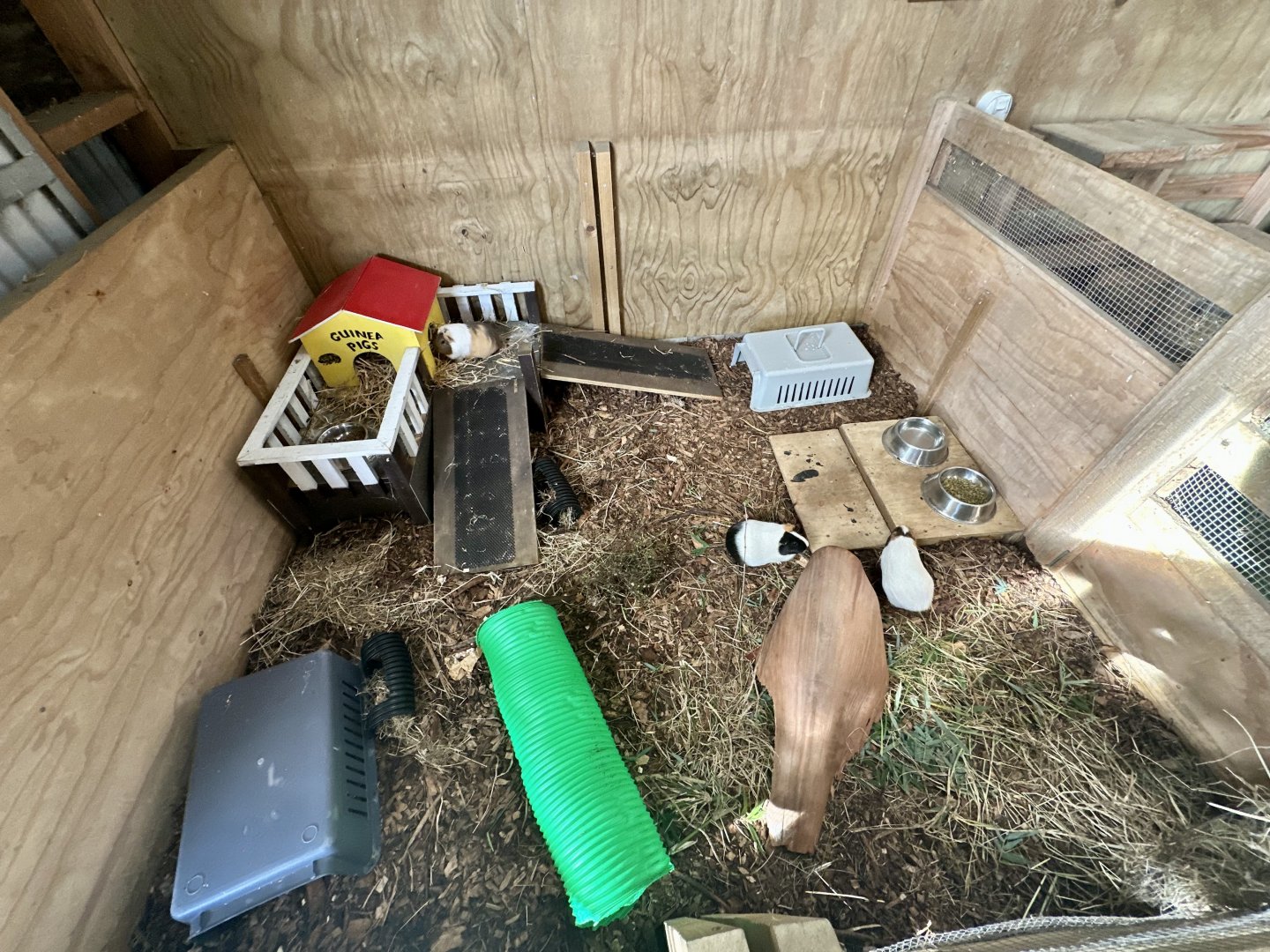 Barnyard -  Exhibit 2 (Guinea Pig)