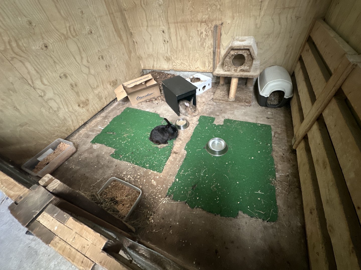 Barnyard -  Exhibit 4 (Domestic Rabbit)