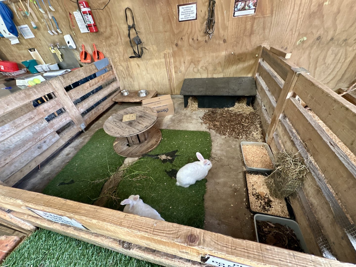 Barnyard -  Exhibit 6 (Domestic Rabbit)