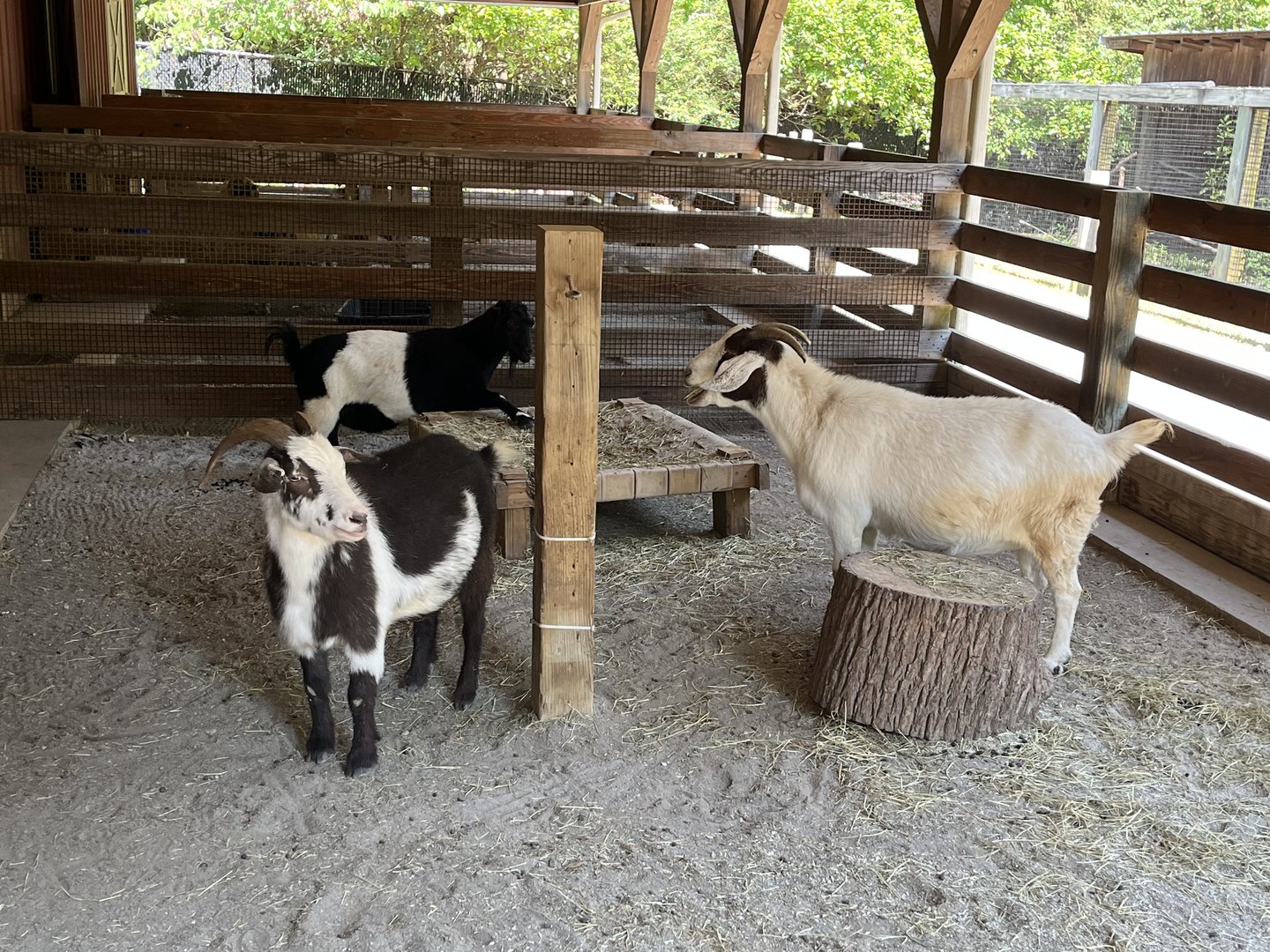 Barnyard-Goats