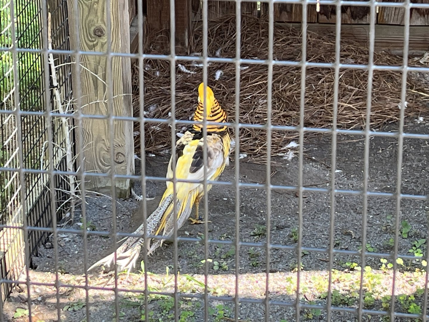 Barnyard-Golden Pheasant