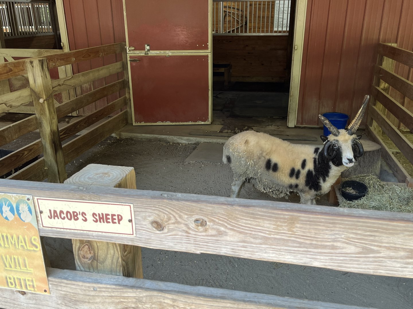 Barnyard-Jacob Sheep