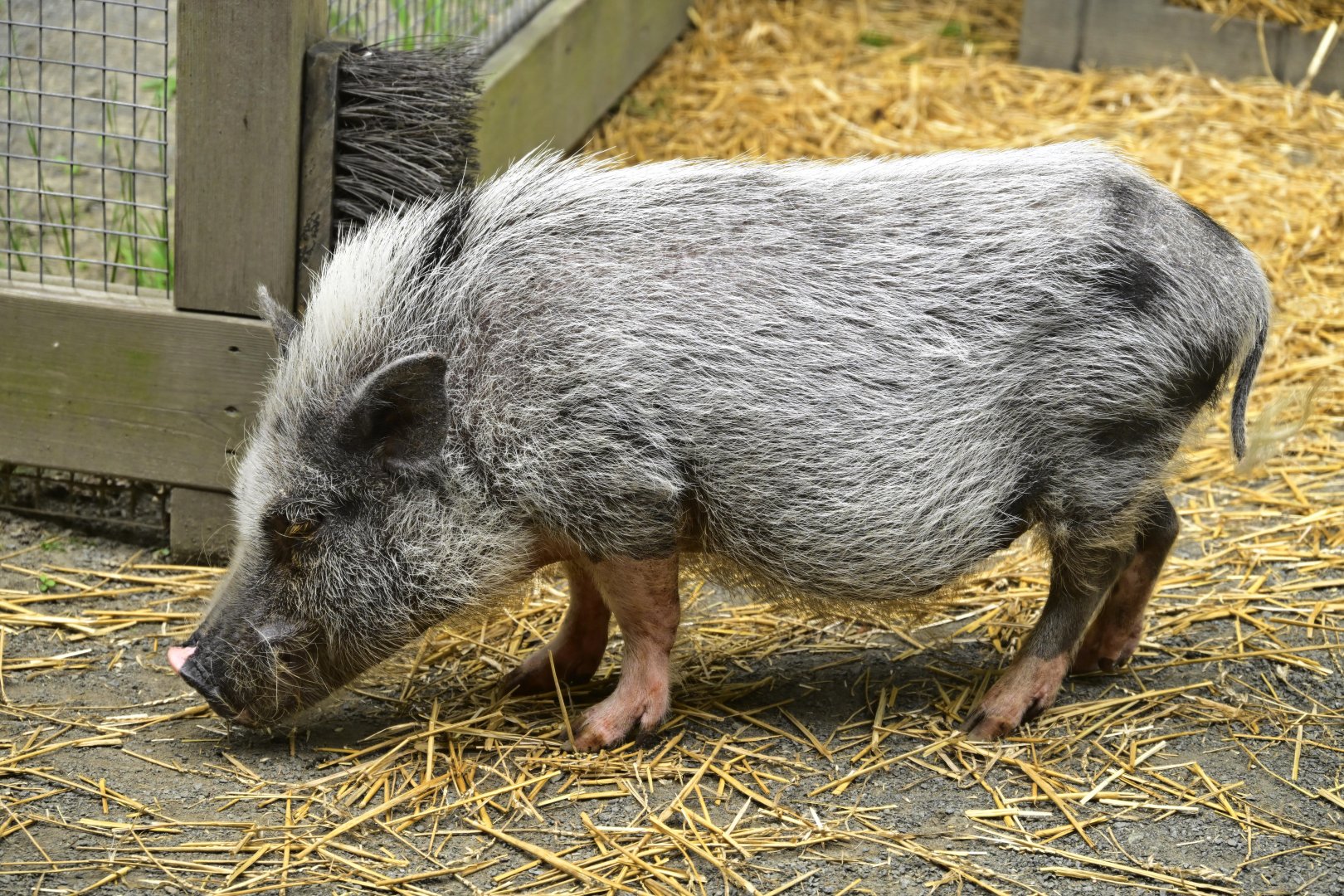 Barnyard - Minature Juliana Pig (Sus scrofa domesticus)