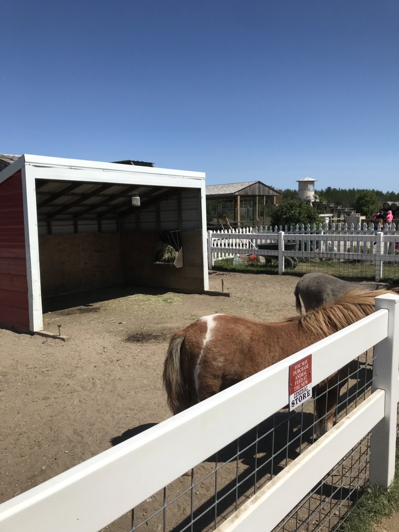 Barnyard- miniature horse/miniature donkey exhibit