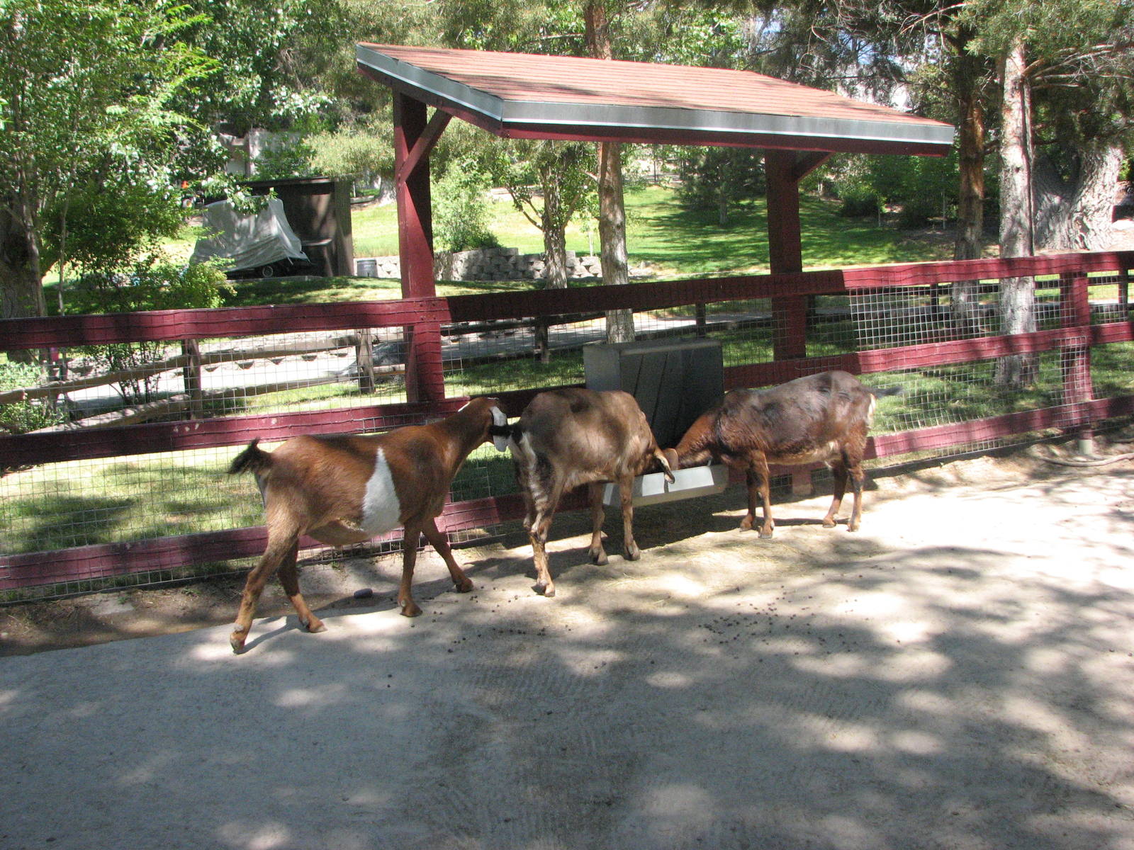 Barnyard - Petting Zoo