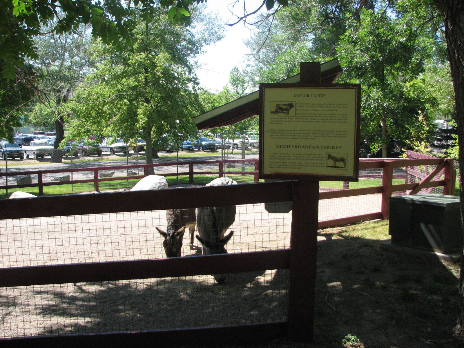 Barnyard - Sardinian Donkey and Dexter Cattle