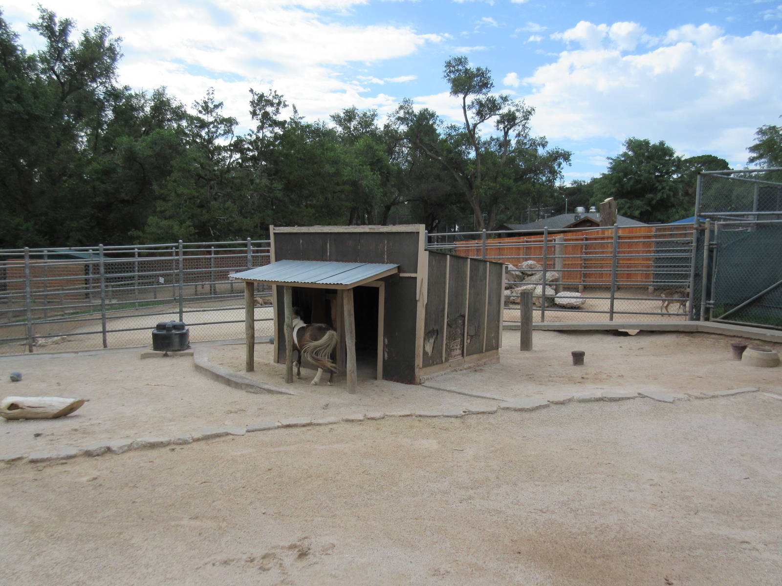Barnyard Zone - Miniature Horse Exhibit