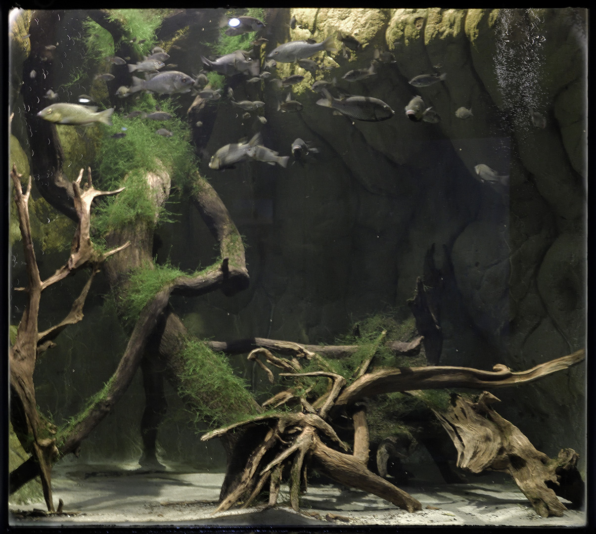 Barombi Mbo aquarium