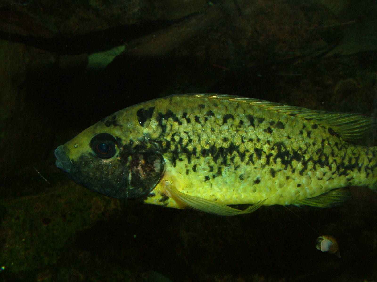 Barombi Mbo Cichlid at Bristol 19/12/09