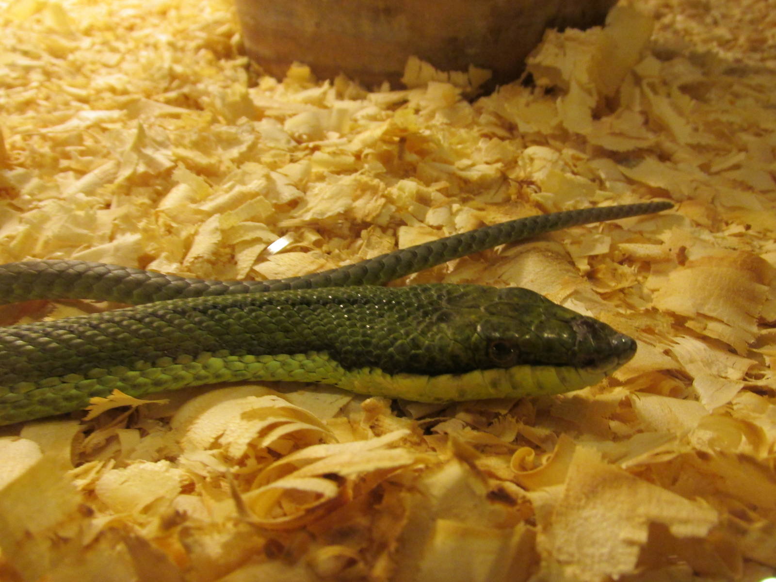 baron?s green racer serpentario mendoza