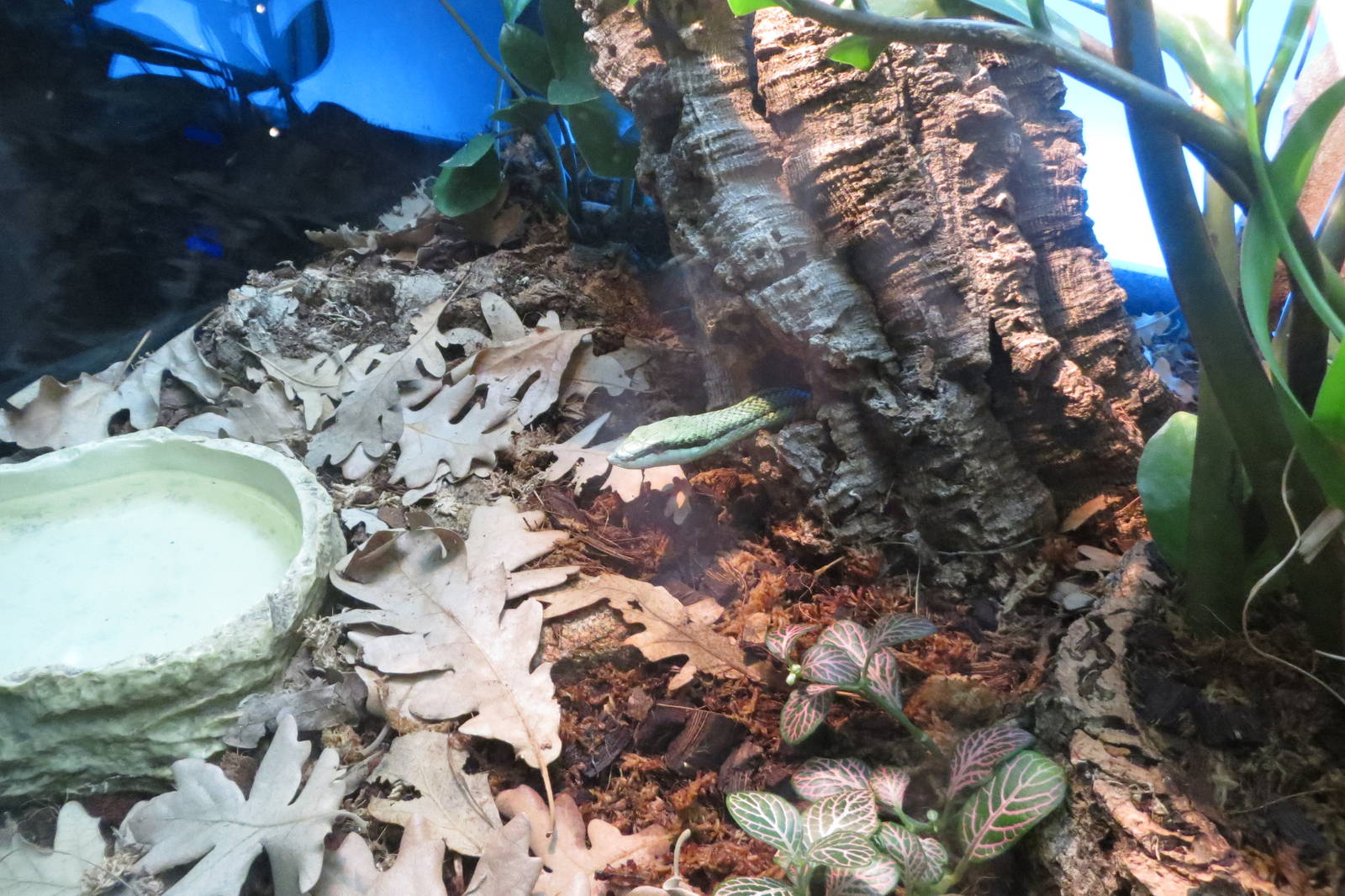 Barons Green Racer 140216