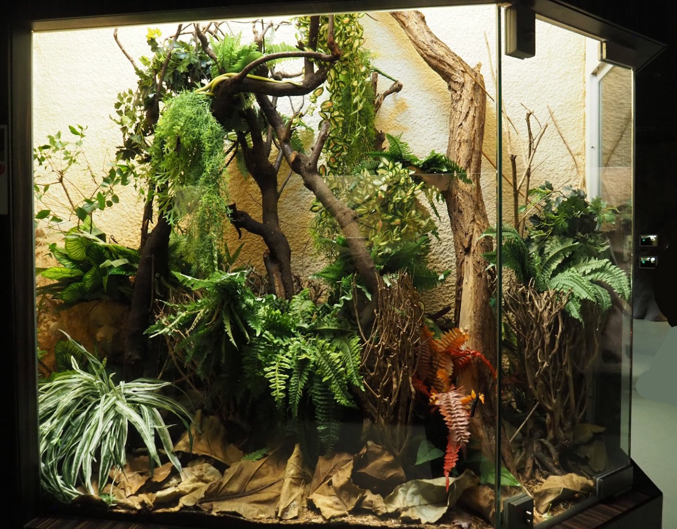 Baron's green racer and Black beauty stick insect terrarium, 2024-02-17