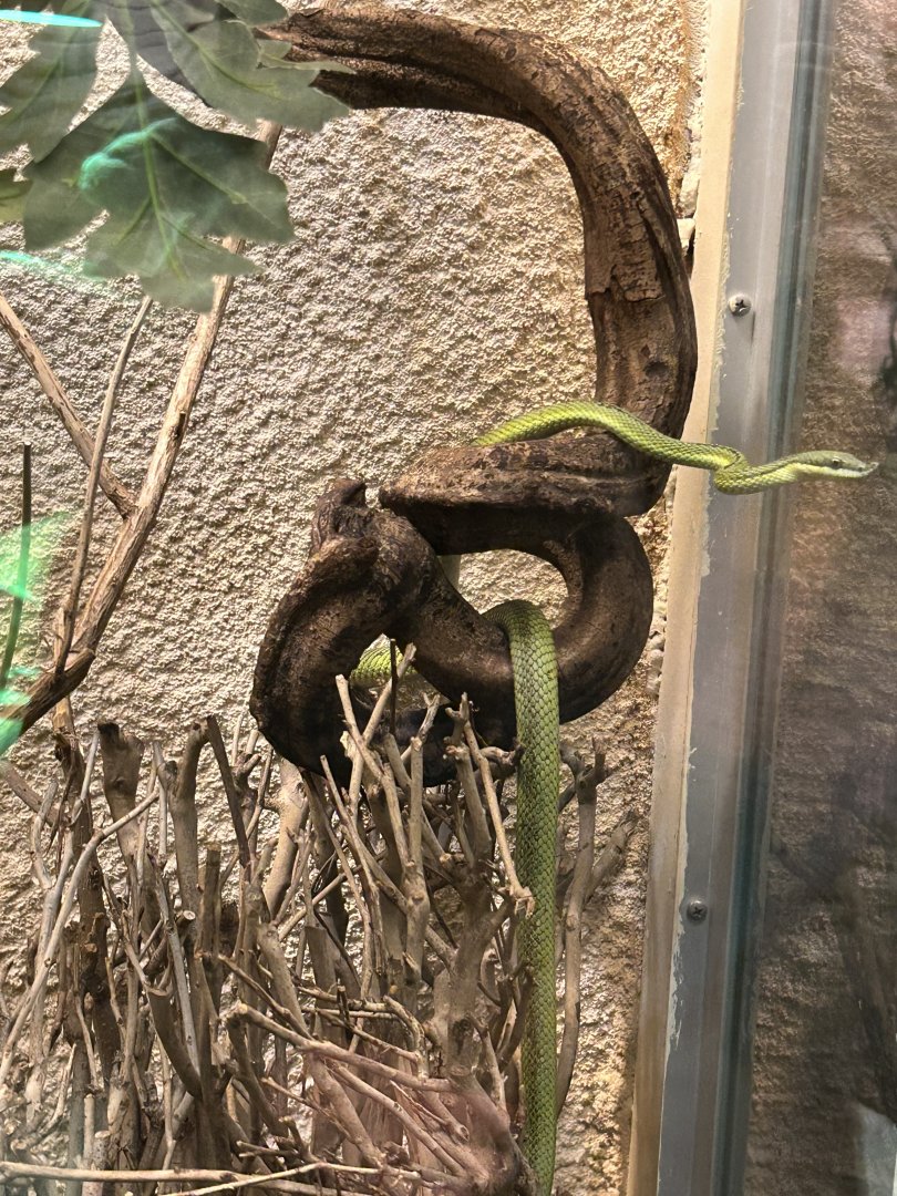 Baron’s green racer Argentine longnose snake