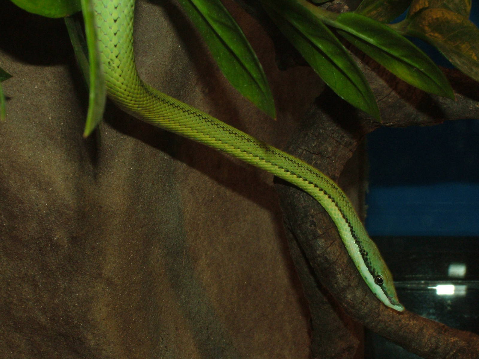 Baron's Green Racer at Faunia, 27/05/11