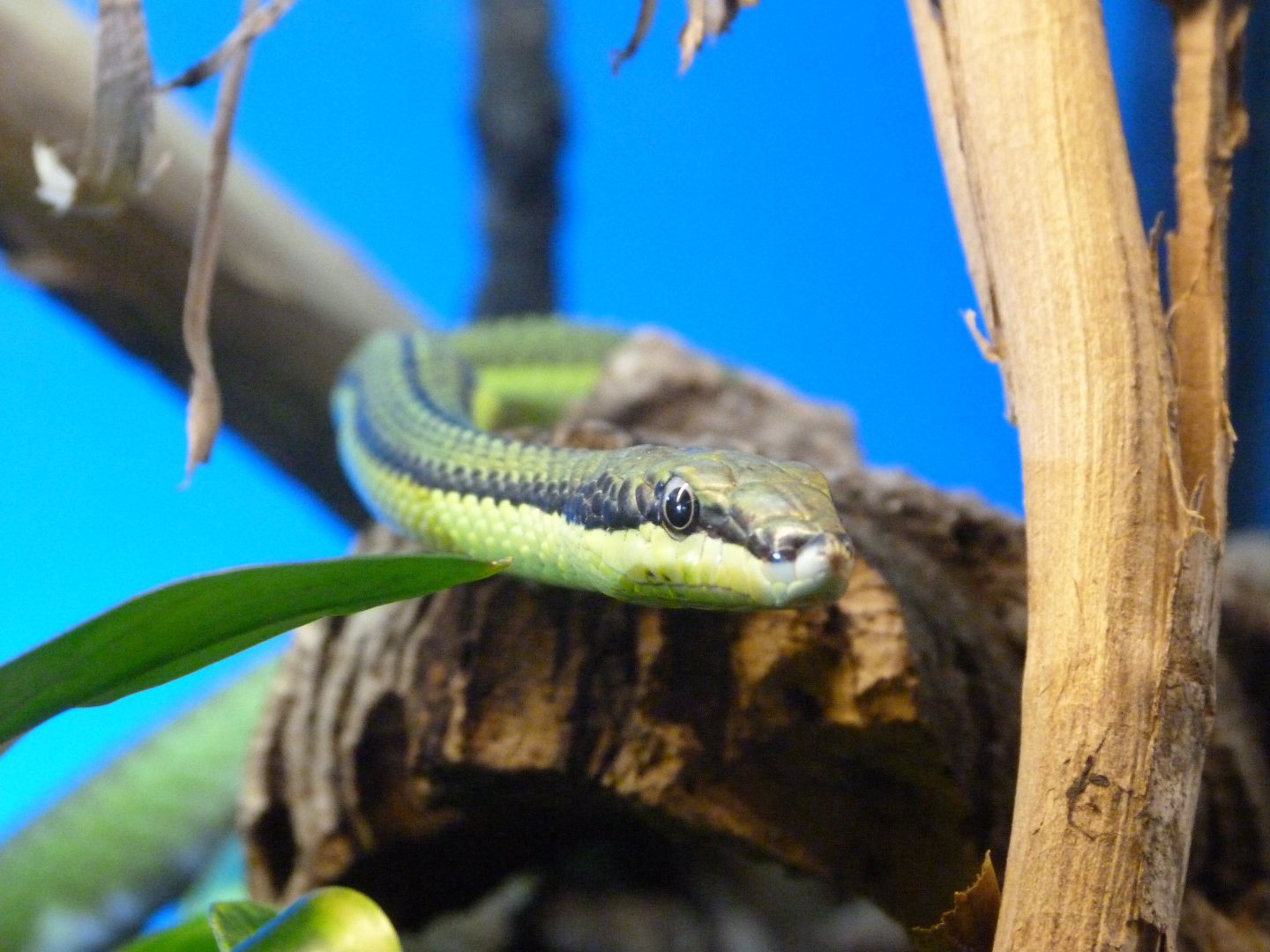 Baron’s green racer -Faunia (2025)