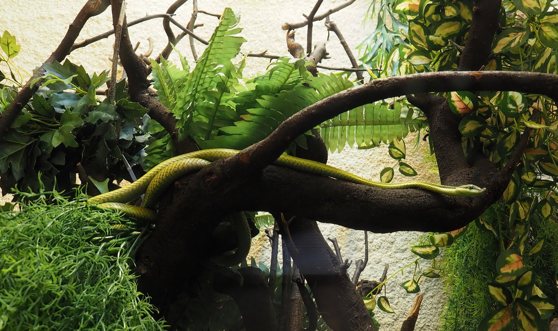 Baron's green racer (Philodryas baroni), 2024-02-17