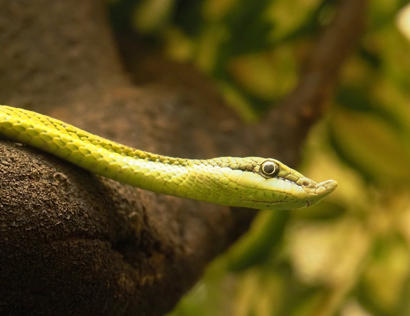 Baron's green racer (Philodryas baroni), 2024-02-17