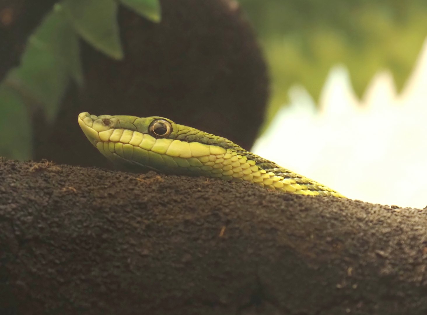 Baron's green racer (Philodryas baroni), 2024-03-09