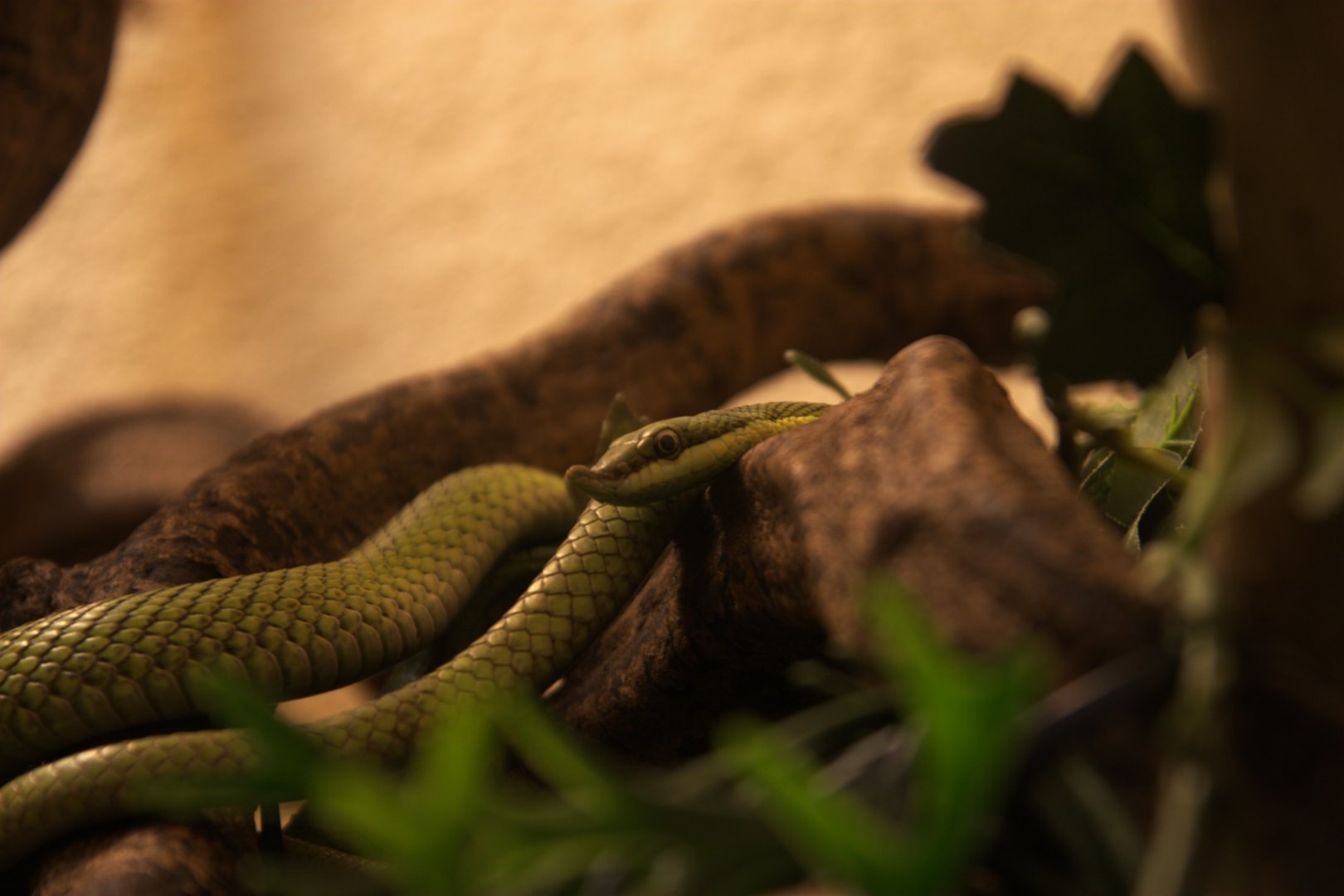 Baron's Green Racer (Philodryas baroni), 26-11-25