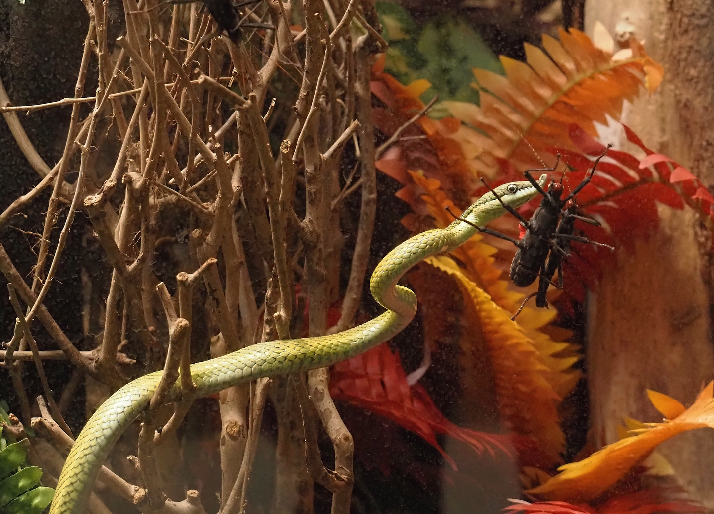 Baron's green racer (Philodryas baroni) and Black beauty stick insect (Peruphasma schultei), 2024-03-09