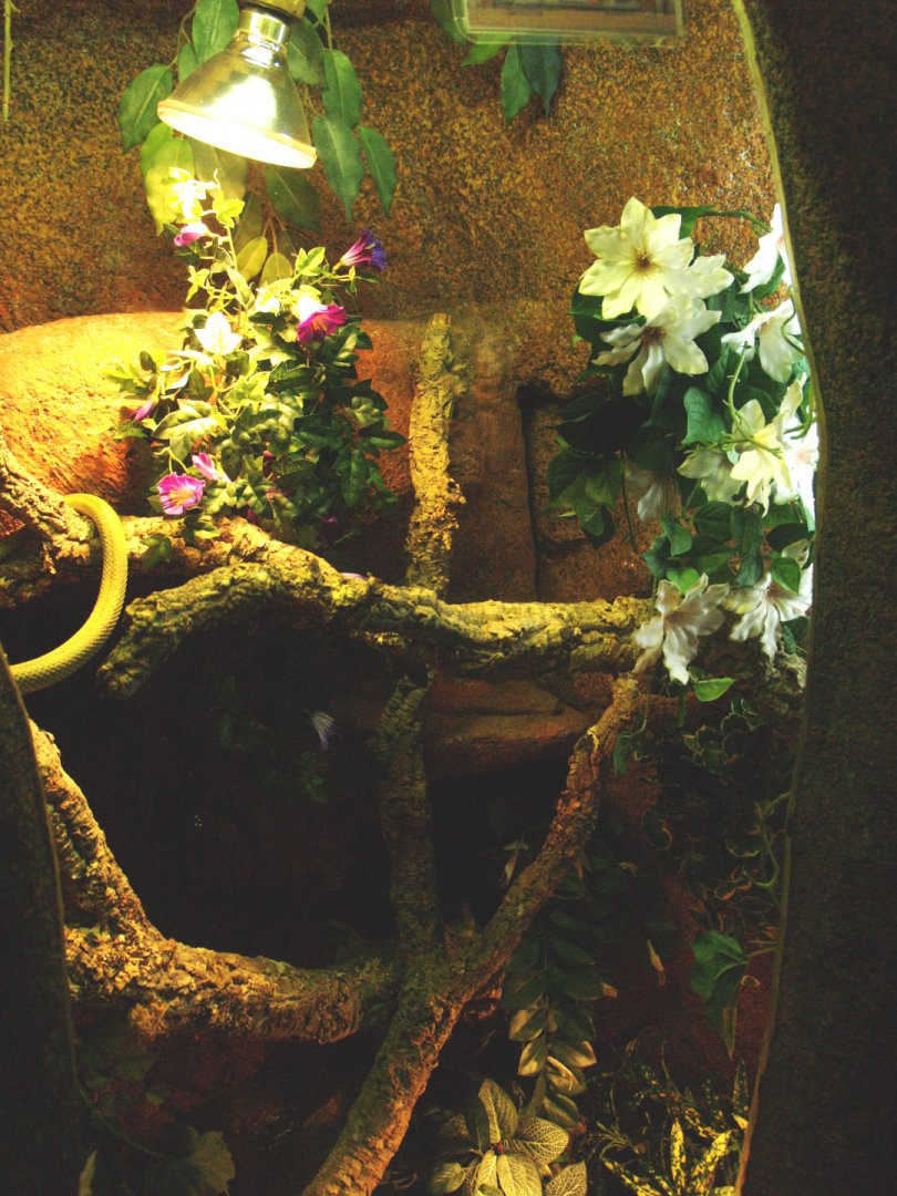 Baron's green racer terrarium, 2009-04-14