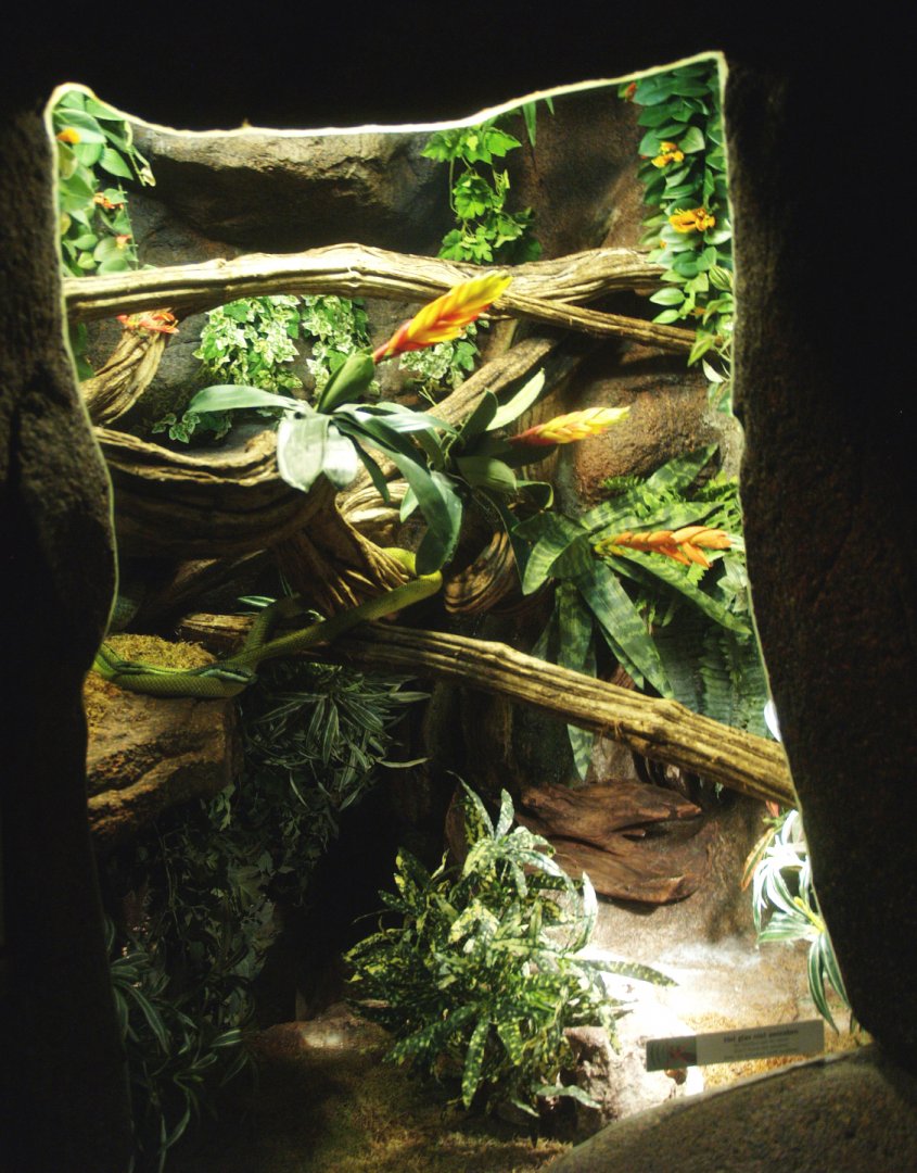 Baron's green racer terrarium, 2014-02-16