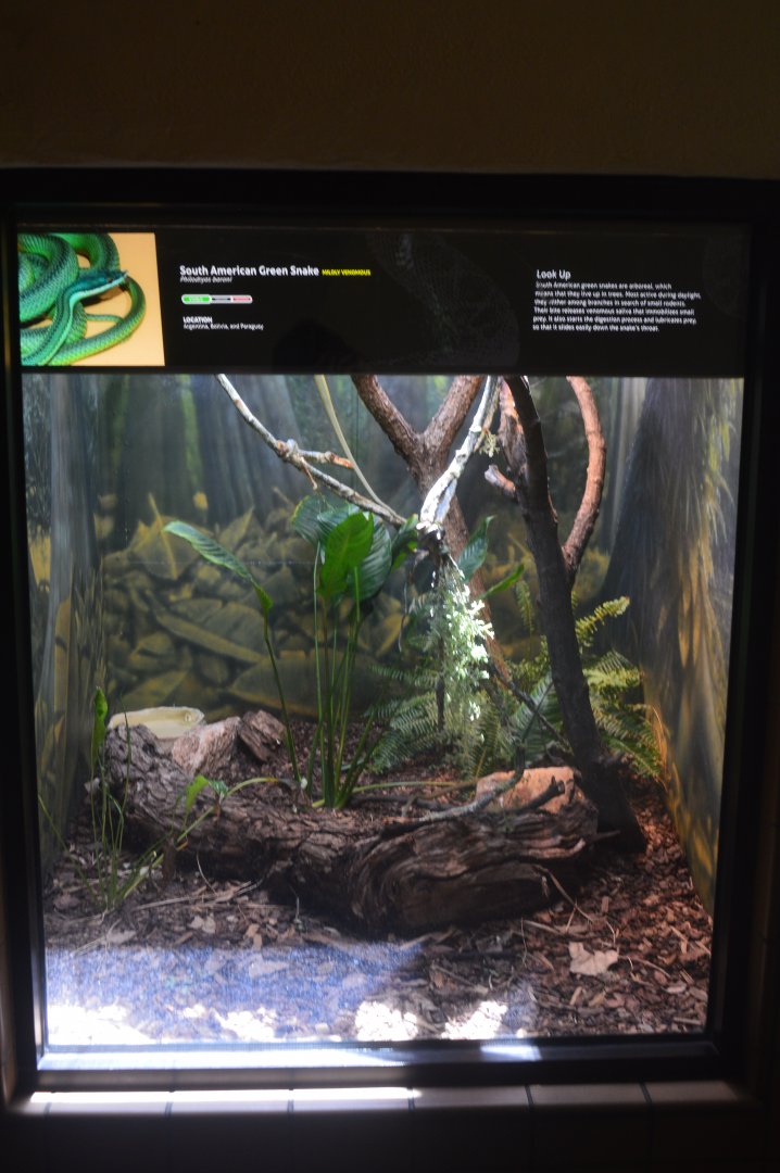 Baron's Green Racer Terrarium