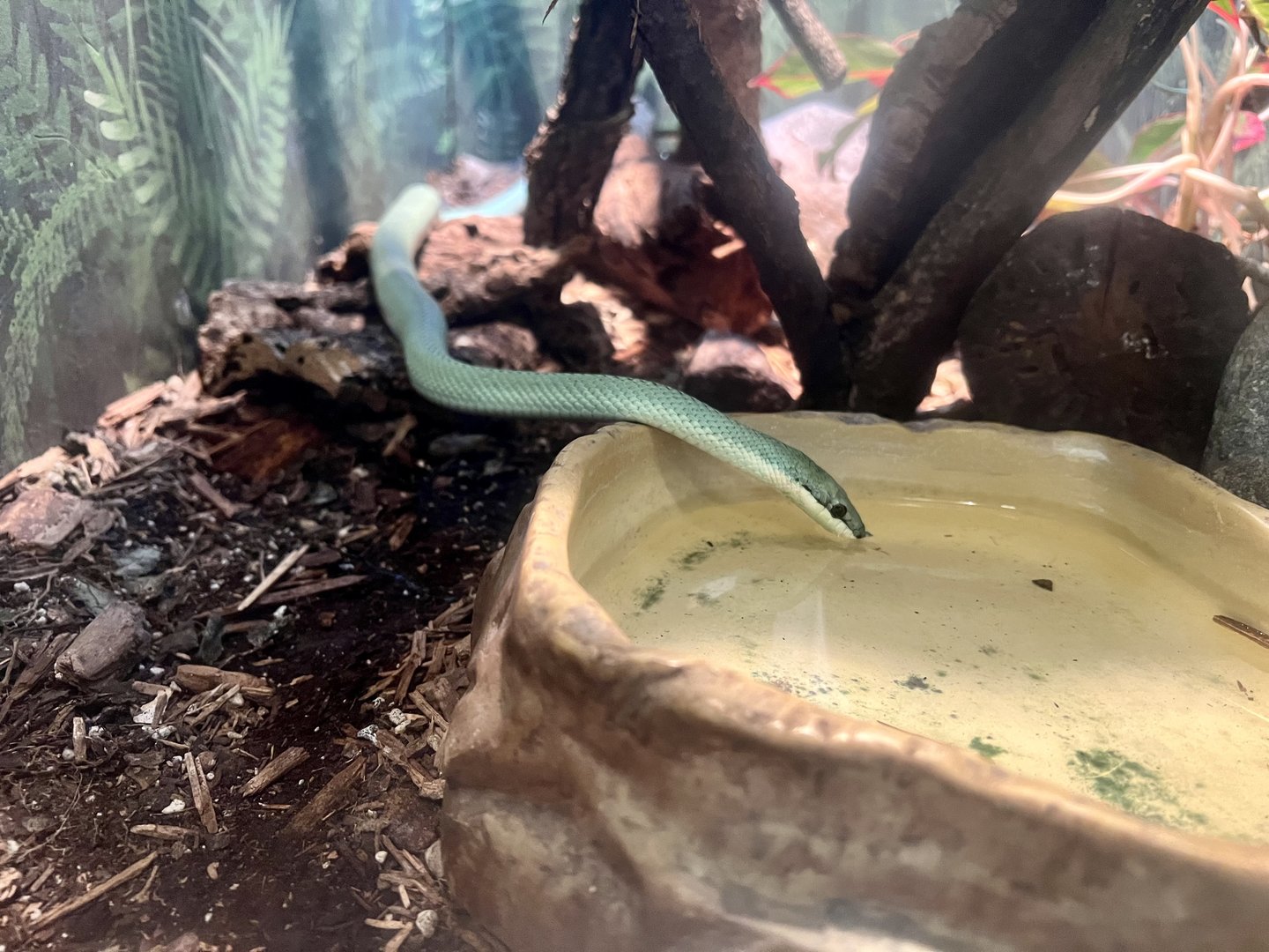 Baron’s Green Racer