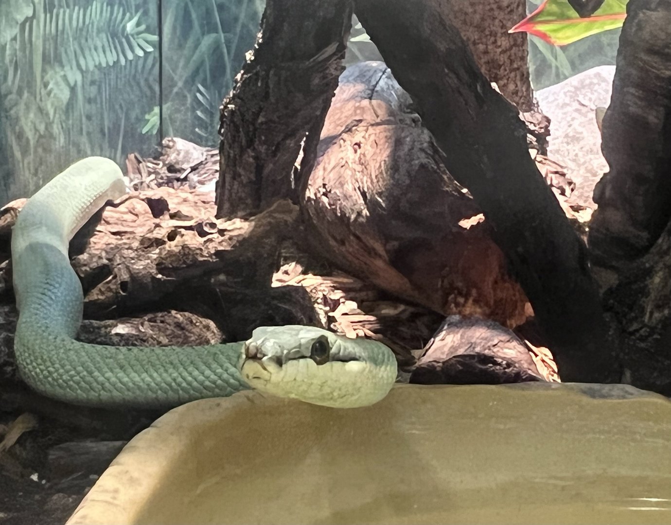 Baron’s Green Racer