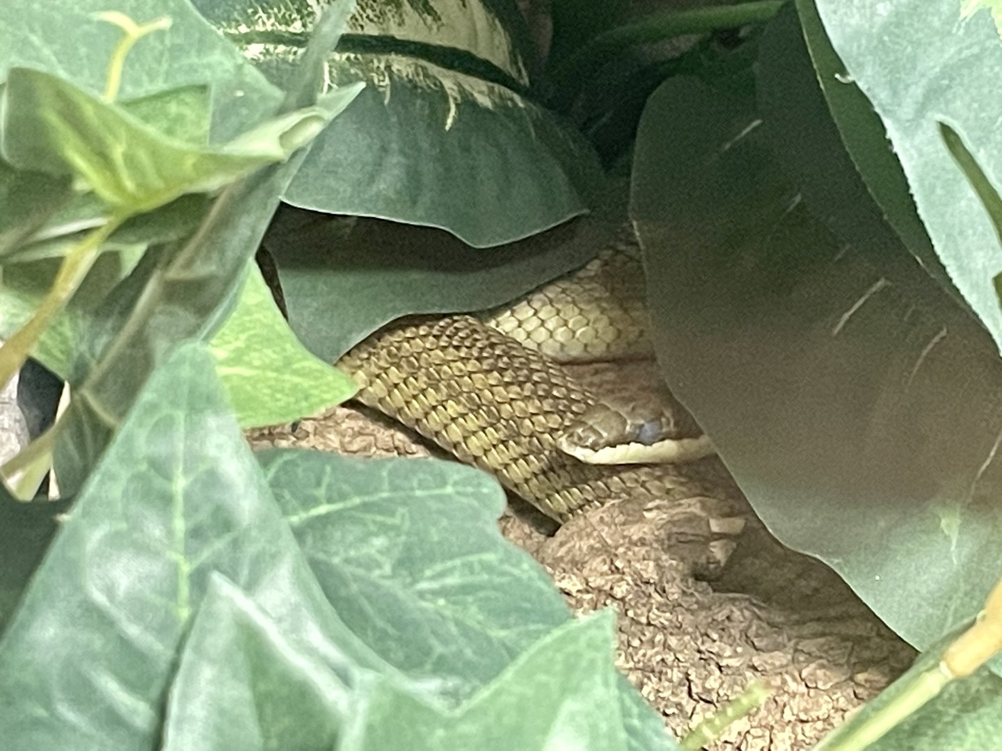 Baron’s Green Racer