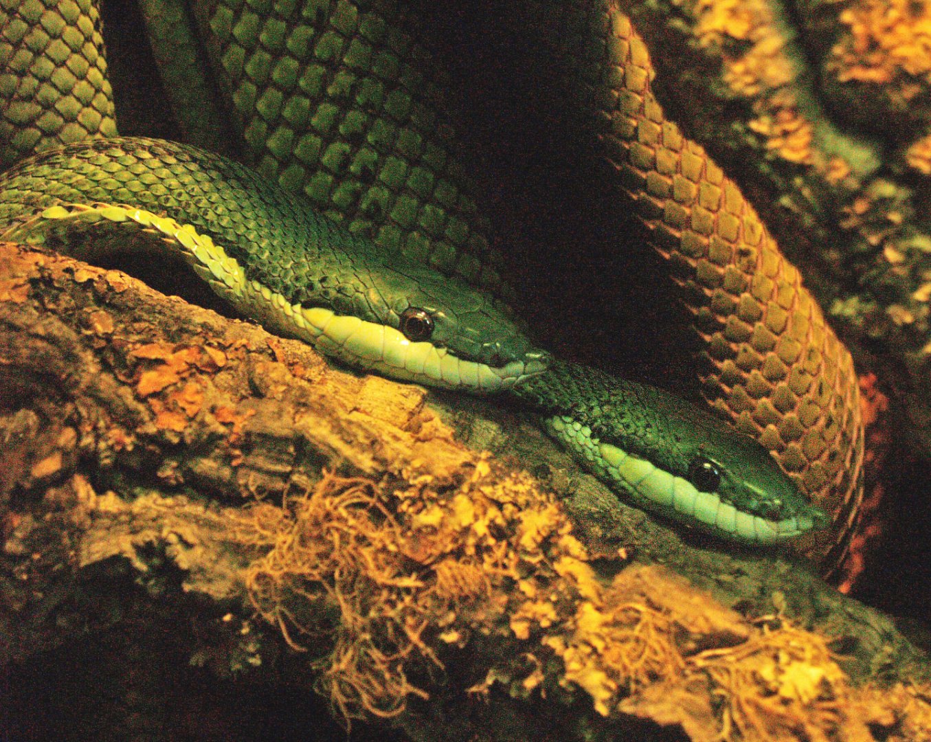 Baron's green racers (Philodryas baroni), 2009-04-14