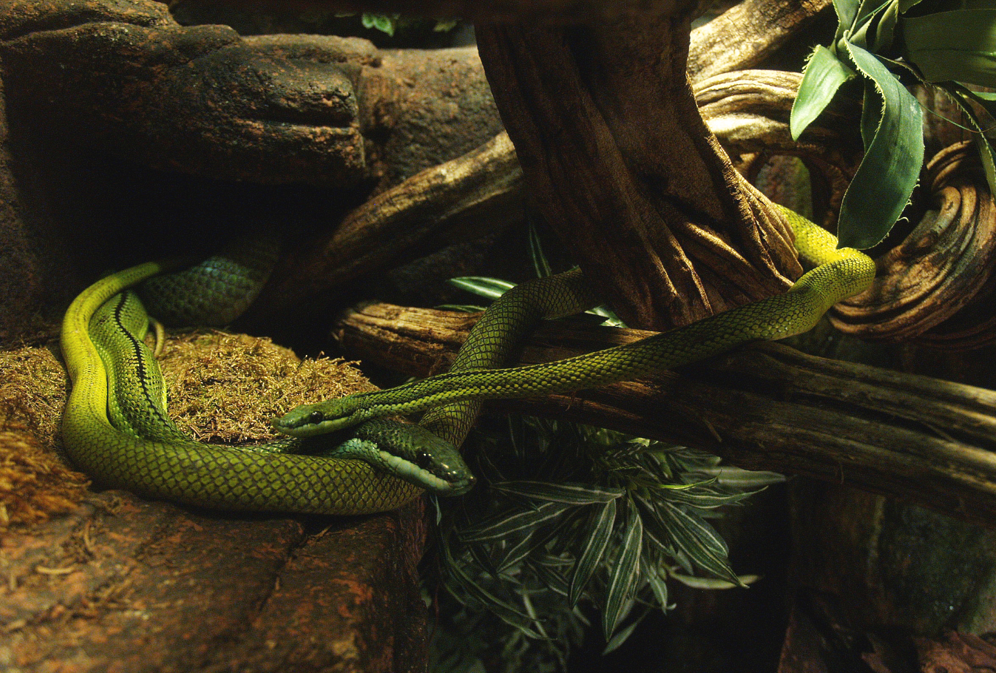 Baron's green racers (Philodryas baroni), 2014-02-16