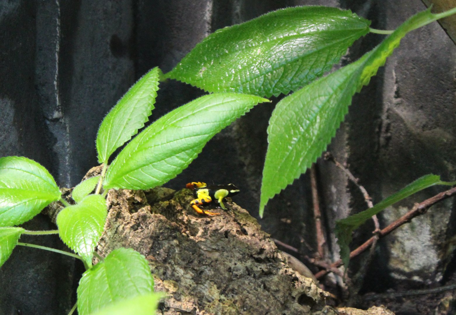 Baron's mantella - Mantella baroni
