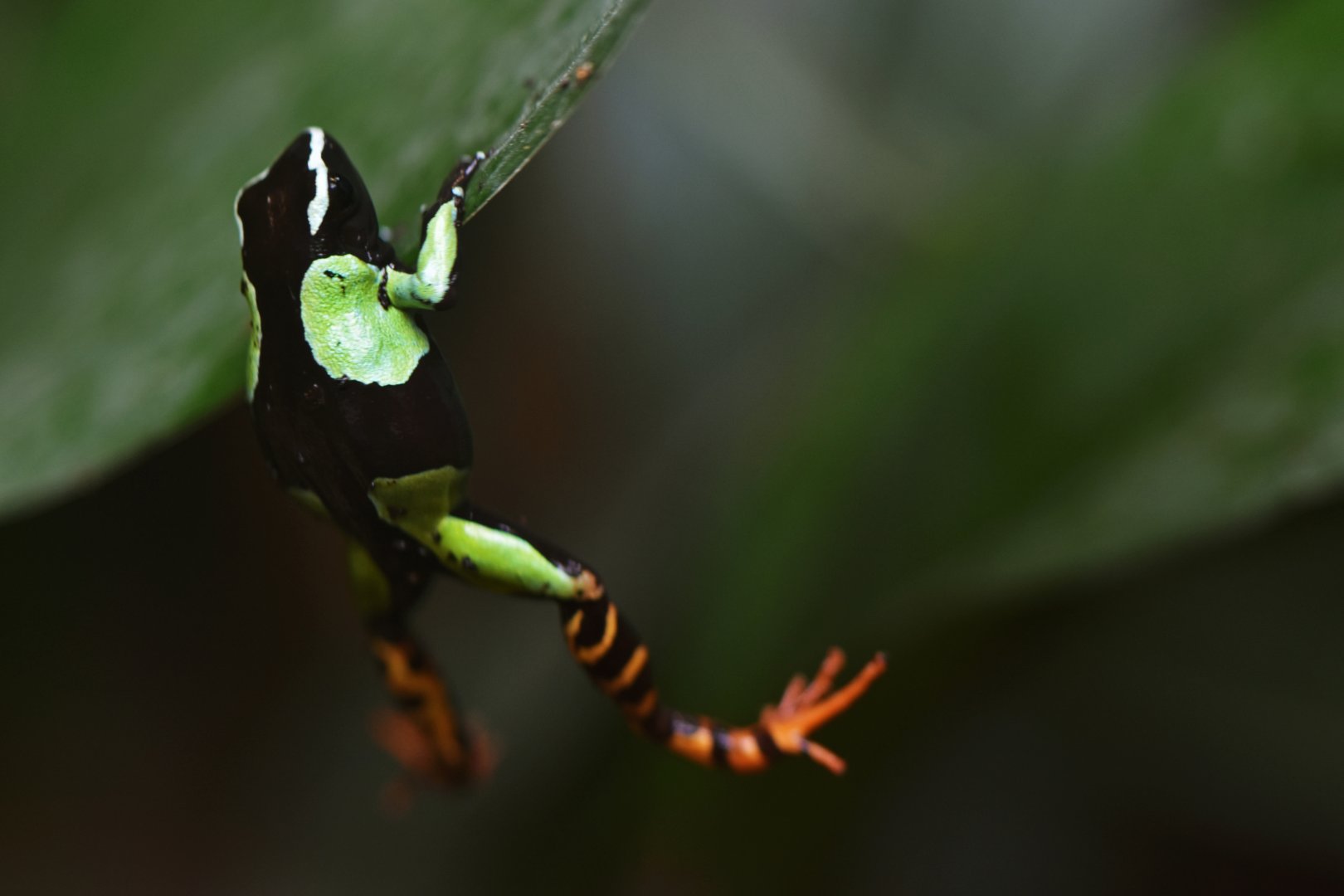 Baron's mantella (Mantella baroni)