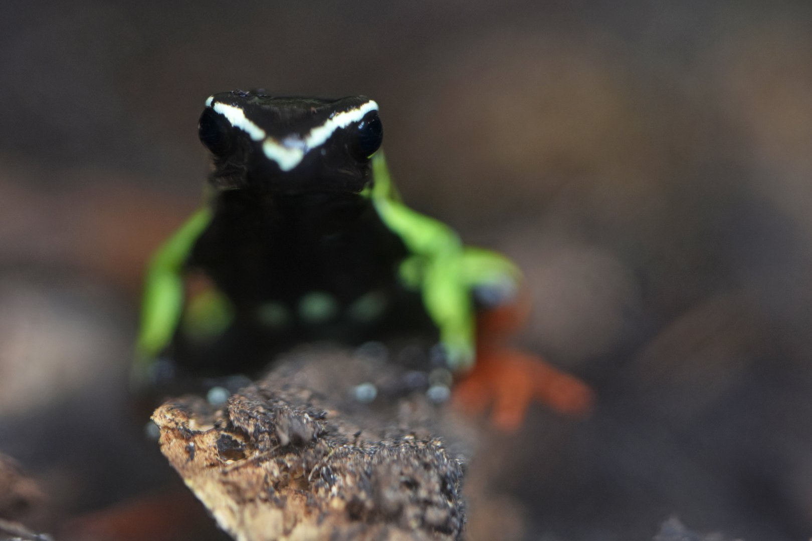Baron's mantella (Mantella baroni)