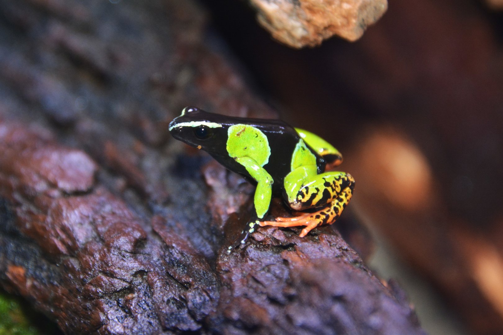 Baron's mantella (Mantella baroni)