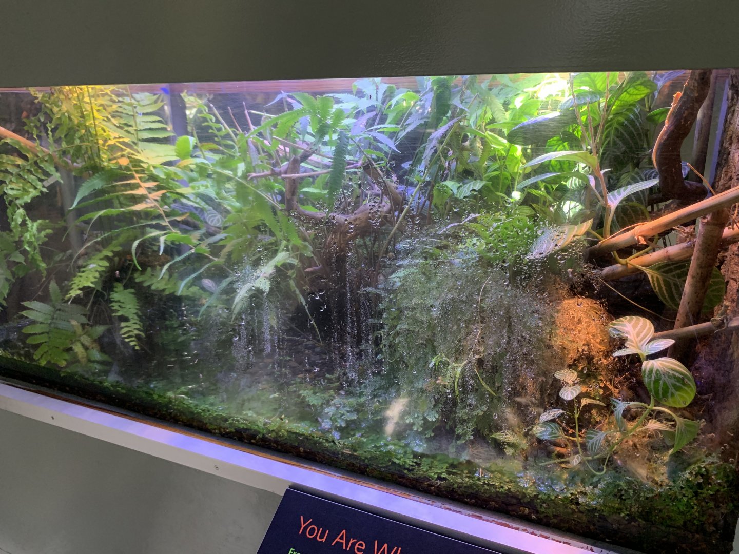 Baron's painted mantella/Golden mantella/Neon day gecko exhibit - Osher Rainforest