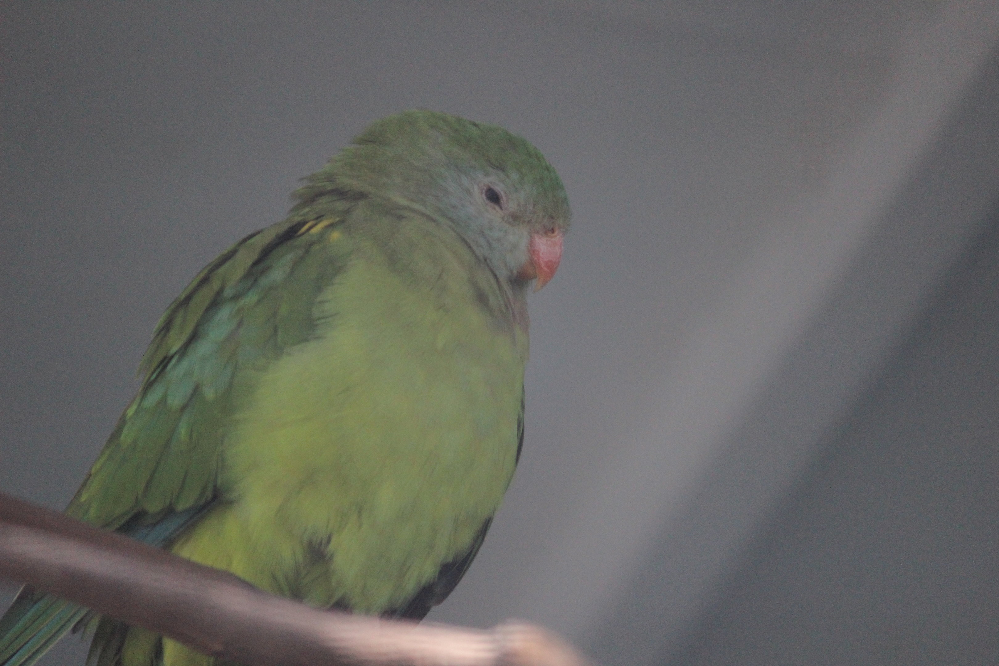 Barraband female, Riddiford Garden Aviary